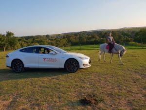 Tesla és fehér ló