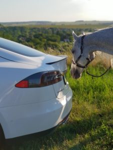 Tesla és fehér ló